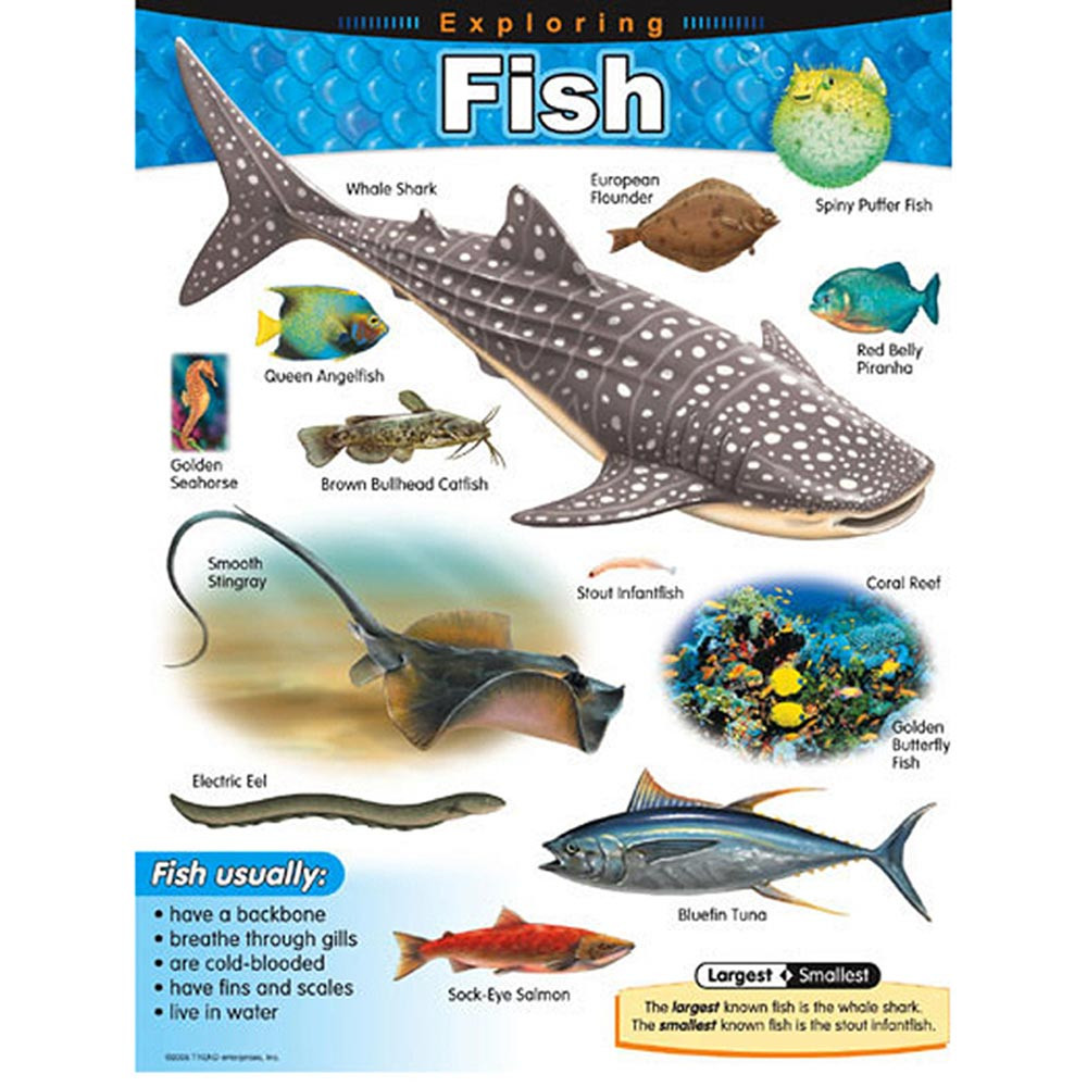Exploring Fish Learning Chart - T-38183