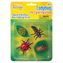 ILP6090 - Ladybug Life Cycle Stages in Animal Studies