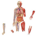 LER6044 - Double-Sided Magnetic Human Body in Human Anatomy