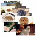 SLM155 - Pets 14 Poster Cards in Miscellaneous