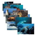 SLM157 - Sea Life 14 Poster Cards in Oceanography