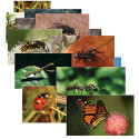 SLM158 - Insects 14 Poster Cards in Science