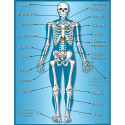 TCR7632 - Skeleton Chart in Science