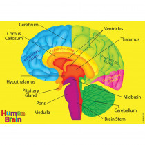 ASH40023 - Human Body Foam Manipulatives Brain in Human Anatomy