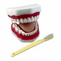 Oral Hygiene Model with Key - SKFB12089S3 | Supertek Scientific | Human Anatomy