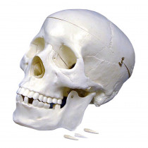 Plastic Human Skull Model - SKFB12406S3 | Supertek Scientific | Human Anatomy