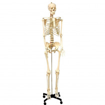 Life Size Human Skeleton Model with Key, Rod Mount - SKFB12407S3 | Supertek Scientific | Human Anatomy