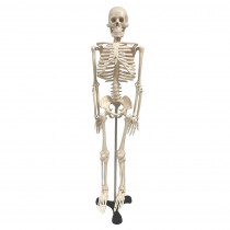 Human Skeleton Model with Key, 34 - SKFB12409S3 | Supertek Scientific | Human Anatomy"