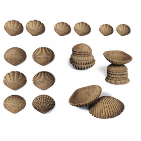 Tactile Shells, Set of 36