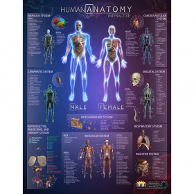 Human Anatomy Interactive Smart Chart