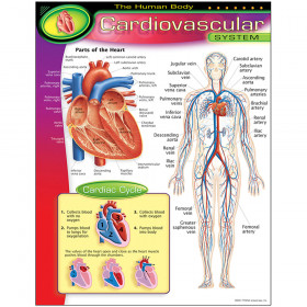 The Human Body–Cardiovascular System Learning Chart