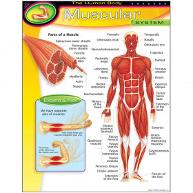 The Human Body–Muscular System Learning Chart