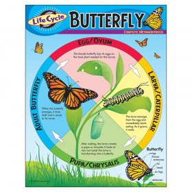 Life Cycle of a Butterfly Learning Chart, 17" x 22"